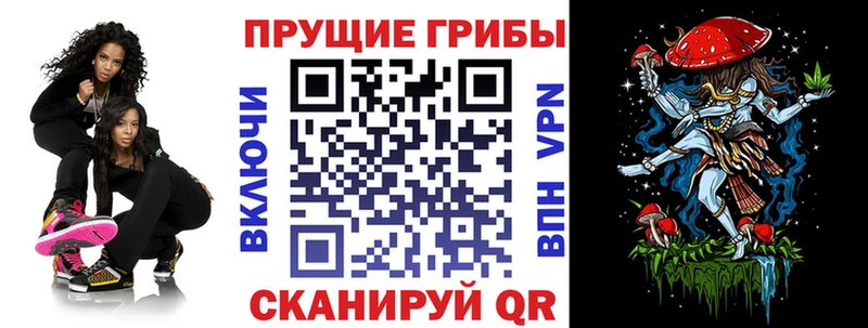 где найти   Гвардейск  Галлюциногенные грибы Psilocybine cubensis 